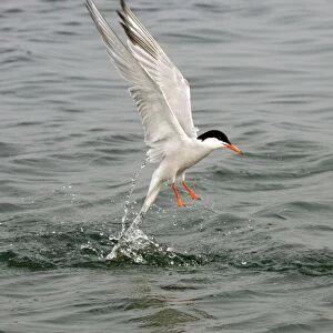 Commom Tern - Leaving water after diving - Norfolk UK