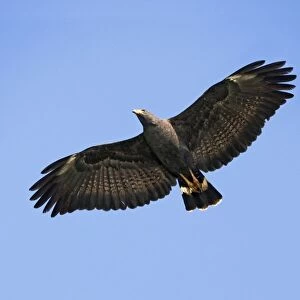 Common Black-Hawk. Adult in flight. San Blas, Mexico in March