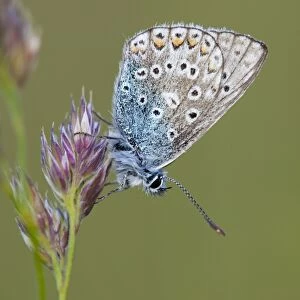 Common Blue Butterfly - on grass - Cornwall - UK