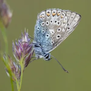 Common Blue Butterfly - on grass - Cornwall - UK Common Blue Butterfly - on grass - Cornwall - UK