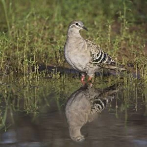 Common Bronzewing A female at a waterhole at Ti Tree, Northern Territory, Australia