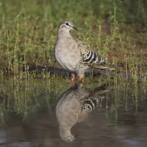 Common Bronzewing A female at a waterhole at Ti Tree, Northern Territory, Australia