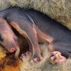 Common Brushtail Possum - Pouch Embryo. A single young is born 17-18 days after copulation and spends 4-5 months in the well developed pouch attached to one of 2 teats