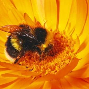 Common Bumblebee Collecting pollen, UK