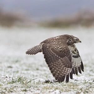 Common Buzzard - in flight over snow covered field - Lower Saxony - Germany