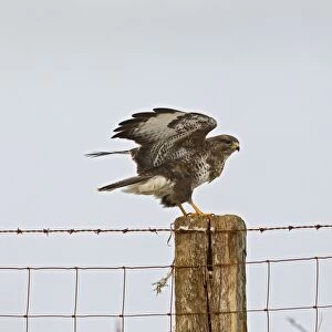 Common Buzzard - landing on fence post - controlled conditions 11553