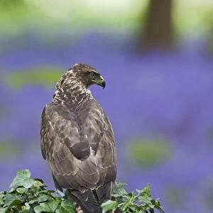 Common Buzzard - on stump in bluebell wood - controlled conditions 10326