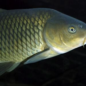 Common Carp, UK & European freshwaters. Widely introduced and also reared in fishponds for food