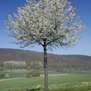 Common Cherry Tree - flowering on roadside - Hessen - Germany Common Cherry Tree - flowering on roadside - Hessen - Germany