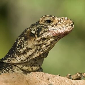 Common Chuckwalla - Rock-dwelling herbivorous lizard found across southwestern United States-Baja and Sonora Mexico-Eats a variety of desert annuals-some perennials and occasionally insects. Arizona, USA
