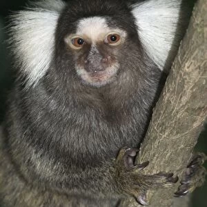 Common / Cotton-eared Marmoset - A resident of Brazilian rainforests where it eats insects, fruit and tree sap. These animals are used in biomedical research. Often captured for the pet trade
