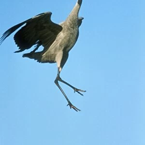Common Crane WAT 5144 Leaping Grus grus © M. Watson / ardea. com