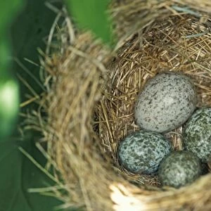 Common Cuckoo - Eggs of the reed warbler and of the Common Cuckoo The Netherlands, Overijssel