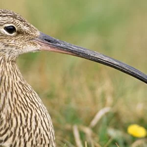 Common Curlew - close-up UK