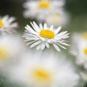 Common Daisy Common Daisy