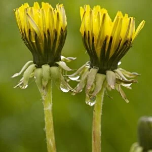 Common dandelion (Taraxacum officinale) - flowers closed up in dull rainy weather. UK