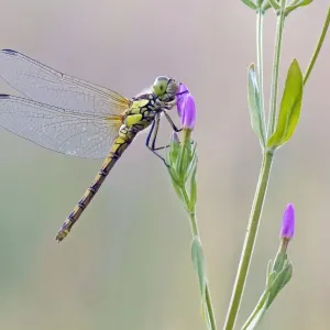 Common Darter Dragonfly - resting on Common Centaury flower - July - Cannock Chase - Staffordshire - England Common Darter Dragonfly - resting on Common Centaury flower - July - Cannock Chase - Staffordshire - England