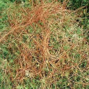 Common Dodder - Parasitic plant, rare in UK, status vulnerable