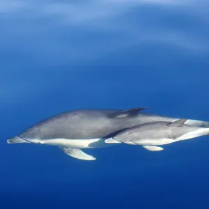 Common Dolphins - adult & young swimming in the strait of Gibraltar. Spain Common Dolphins - adult & young swimming in the strait of Gibraltar. Spain