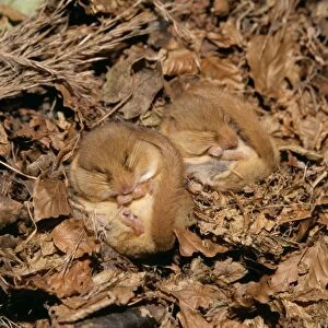 Common Dormouse - 2 hibernating
