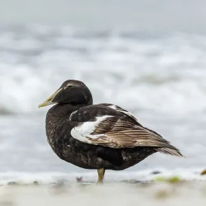 Common Eider ~ on sea shore ~ Dune Island, Heligoland, Germany