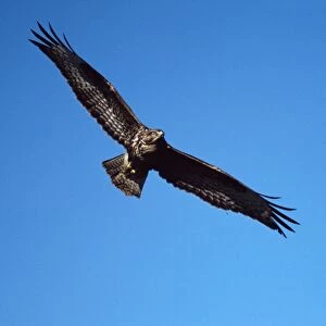 COmmon / European Buzzard - in flight