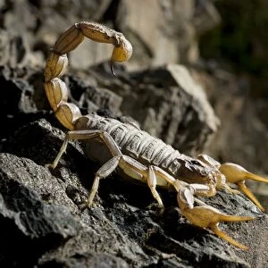 Common European Scorpion - female - Sierra Morena - Andalucia - Spain