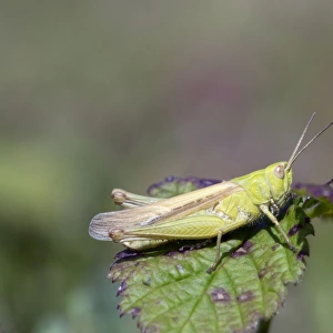 Common Field Grasshopper - Oxwich, Wales, UK