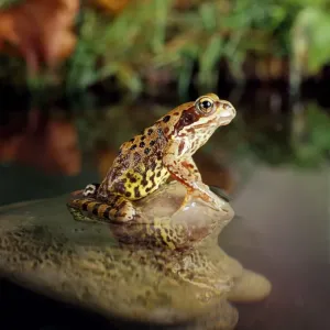 Common Frog