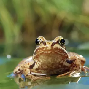 Common Frog Common Frog