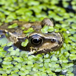 Common Frog - adult in garden pond with duckweed - Dorset - UK Common Frog - adult in garden pond with duckweed - Dorset - UK