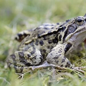 Common Frog - in garden - Lower Saxony - Germany