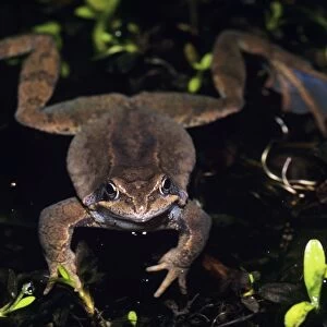 Common Frog - in garden pond