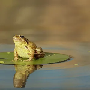 Common Frog - on lily pad - with reflection - Bedfordshire UK 007667