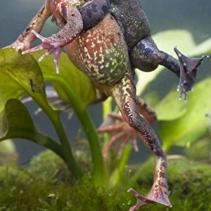 Common frog - Pair in amplexus with heads above water, breathing. Photographed underwater, Wiltshire, England, UK