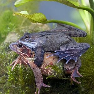 Common frog - Pair in amplexus photographed underwater, Wiltshire, England, UK