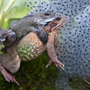 Common frog - Pair in amplexus photographed underwater with spawn, Wiltshire, England, UK