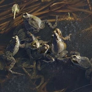 Common Frog - spawning in pond - Essex - UK RE000241