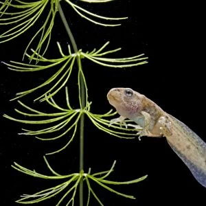 Common frog tadpole with 2 legs Bedfordshire UK 005180