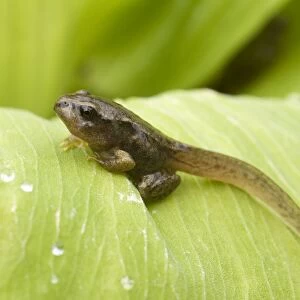 Common Frog tadpole. Late stage with legs. UK