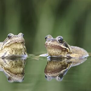 Common Frogs - Two showing reflections. Bedfordshire UK 1647