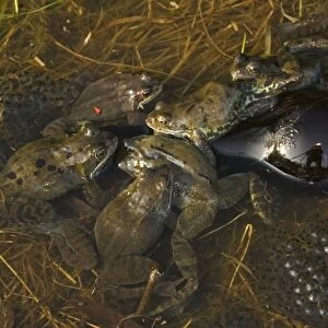 Common Frogs - UK - males attempting to mate with bottle - The common frog is one of the most widespread amphibians in Northern Europe occurring in Britain - Spain and Western Europe to Scandanavia - Russia
