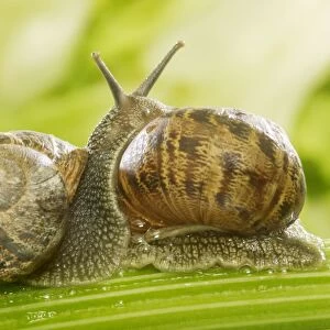 Common Garden Snails Two together