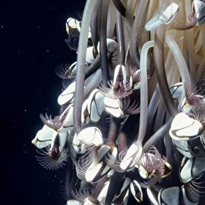 Common Goose Barnacle - an indicator species for sea acidity levels, which is increasing more rapidly than predicted & threatens many coral & larger barnacle species