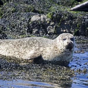 Common / Harbour seal - sunbathing off Isle of Mull, Scotland, UK