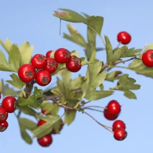 Common Hawthorn - with fruit. Alsace - France Common Hawthorn - with fruit. Alsace - France