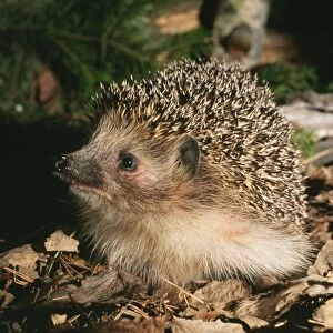 Common Hedgehog - searching for food
