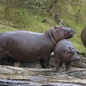 Common Hippopotamus - mother protecting calf from approaching males - Masai Mara Reserve - Kenya