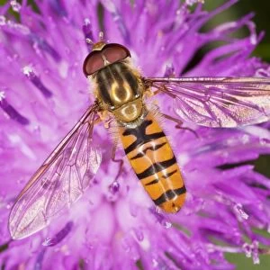 Common Hoverfly - on knapweed flower - Dorset