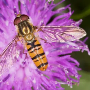 Common Hoverfly - on knapweed flower - Dorset